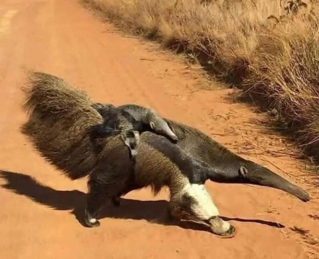 Chale Da Picareta Villa São Roque de Minas Dış mekan fotoğraf